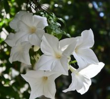 cremation services Eastampton Township, NJ