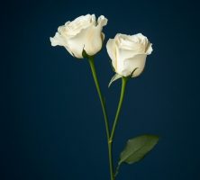 funeral homes Mount Holly, NJ