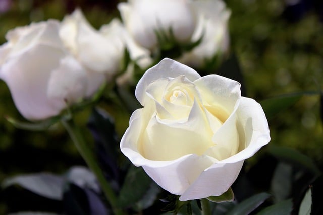 funeral homes Mount Holly, NJ
