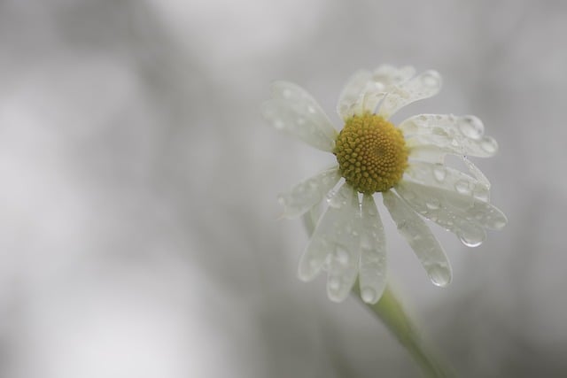 cremation services Mount Holly, NJ