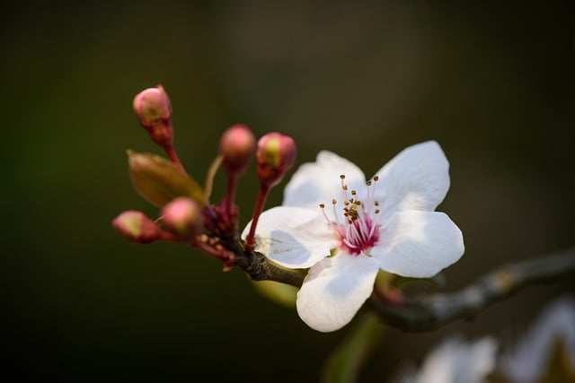 White blossom with pink center on a branch, symbolizing remembrance and family unity through cremation services in Mount Holly, NJ.