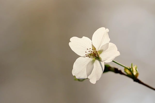 Delicate white blossom on a branch against a soft background, symbolizing peace and healing for families served by funeral homes in Mount Holly, NJ.