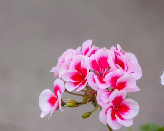 Pink and white flowers symbolizing clarity and comfort for cremation services Lumberton, NJ.
