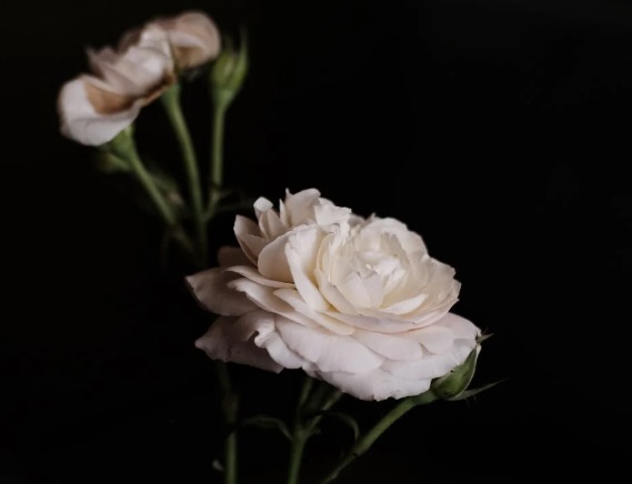 White rose in soft light symbolizing peace and comfort for funeral homes Mount Holly, NJ.