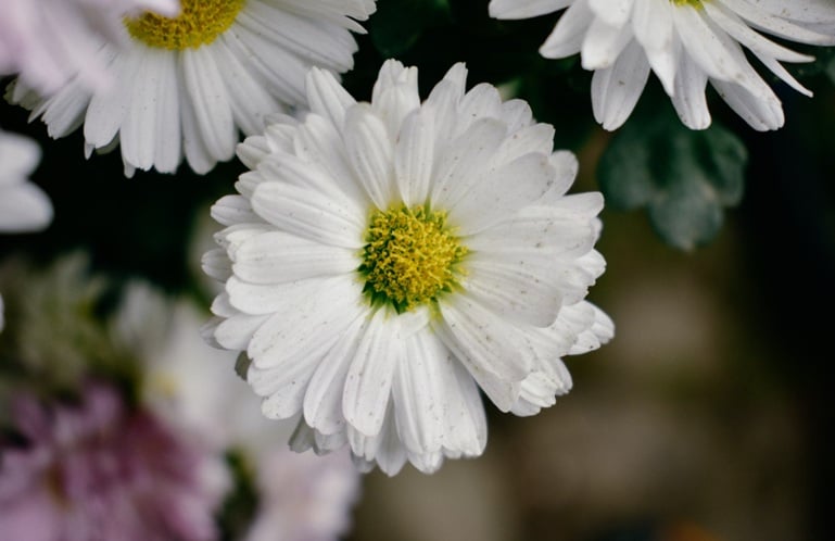 White memorial flowers for cremation services in Mount Holly, NJ.