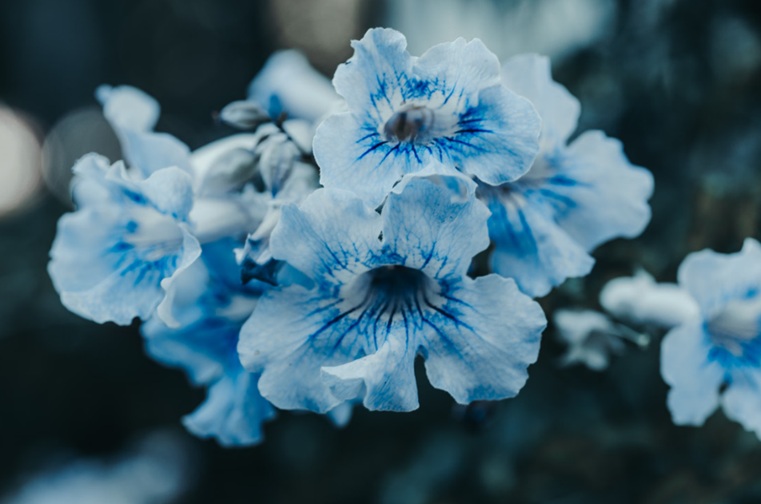 Blue memorial flowers representing cremation services Eastampton Township, NJ.