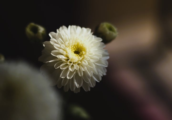 White flower symbolizing remembrance with cremation services in Lumberton, NJ.