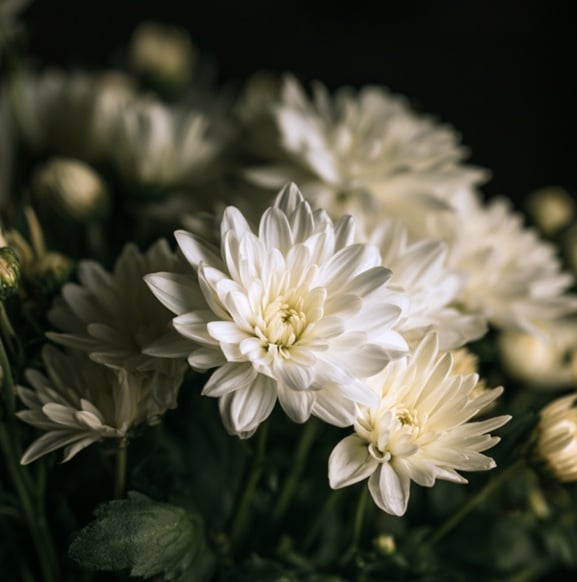 White chrysanthemum funeral flowers arranged for memorial services in Eastampton Township, NJ.